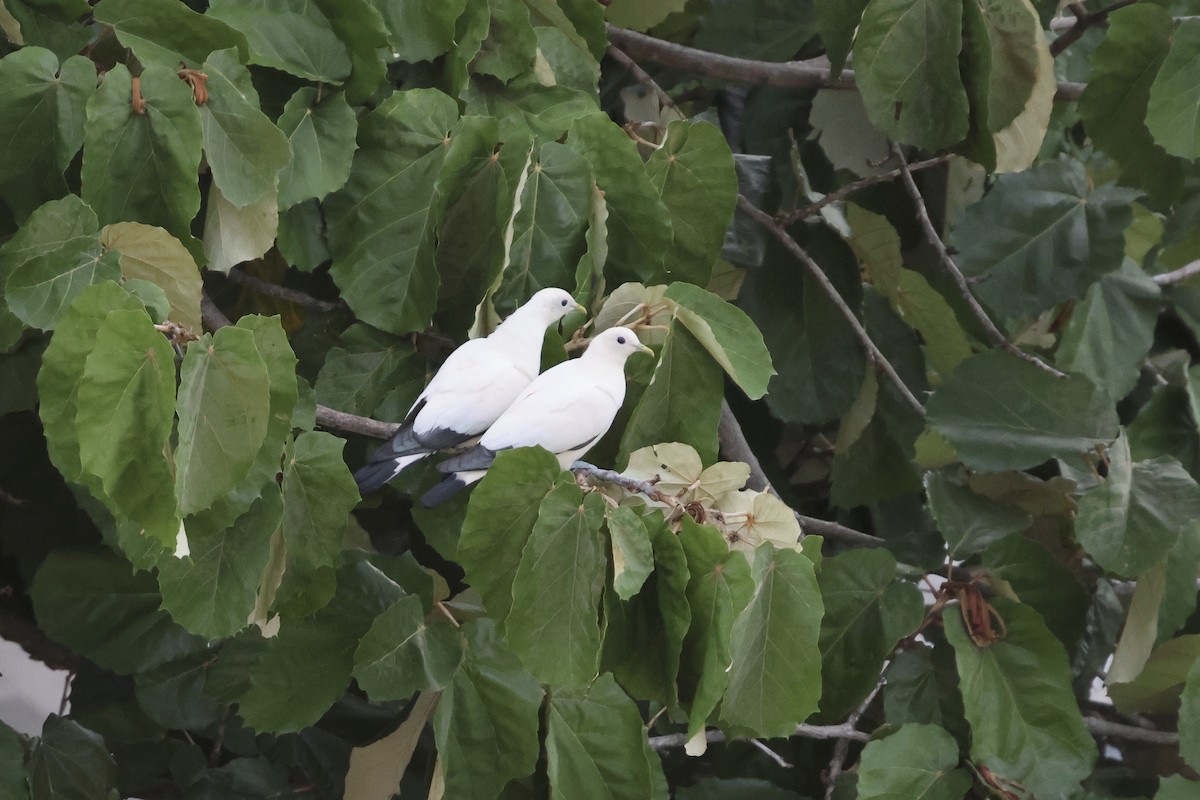 Torresian Imperial-Pigeon - ML646415683