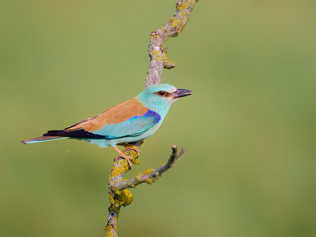 European Roller - ML646415684