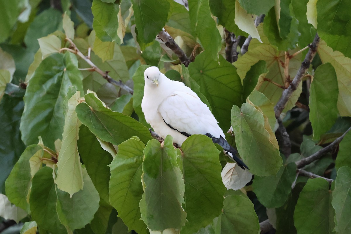 Torresian Imperial-Pigeon - ML646415685