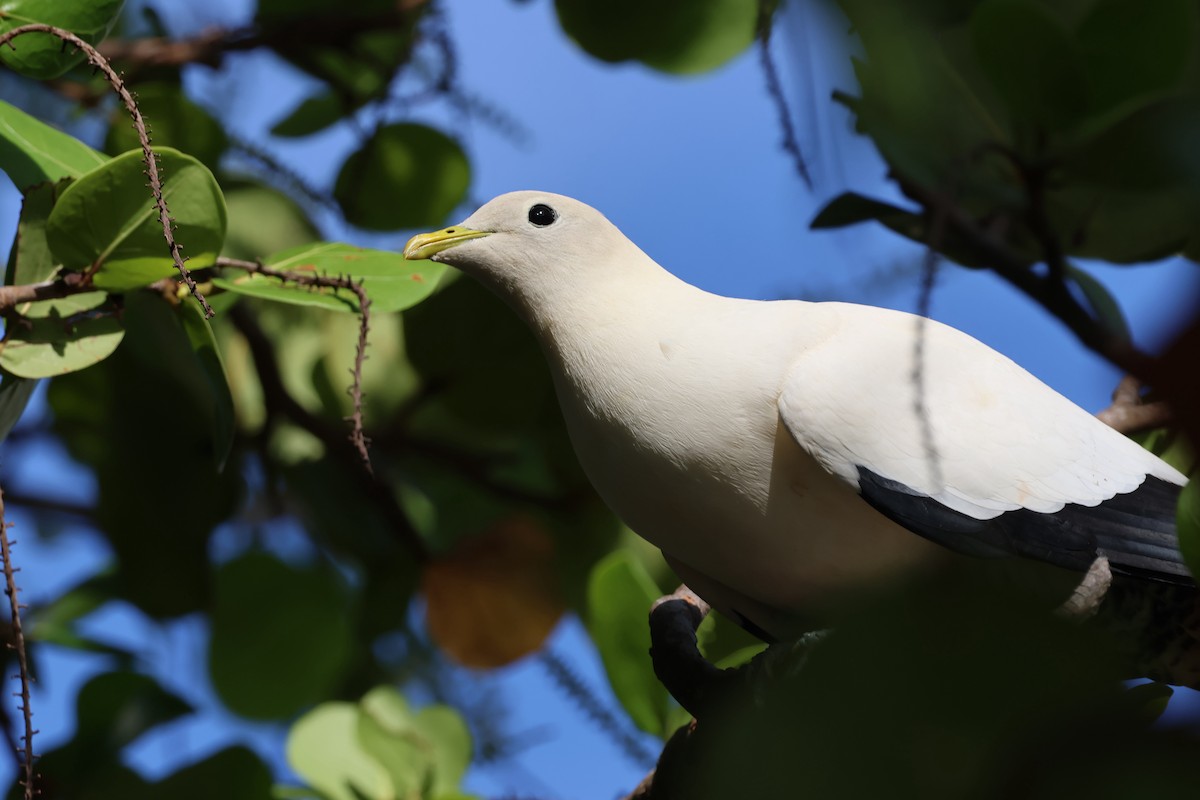 Torresian Imperial-Pigeon - ML646415686