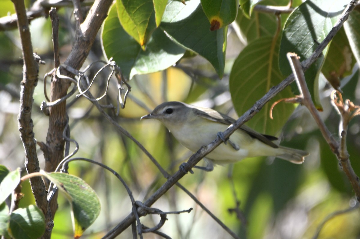 Eastern Warbling Vireo - ML646415688
