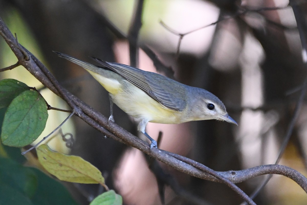 Eastern Warbling Vireo - ML646415689