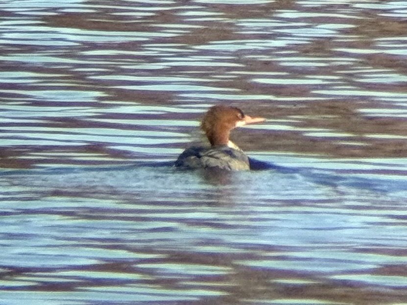 川秋沙 - ML646415690