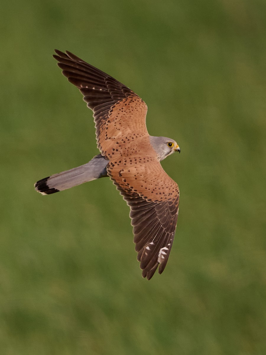 Eurasian Kestrel - ML646415692