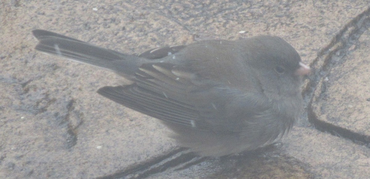 Dark-eyed Junco (Slate-colored) - ML646415693