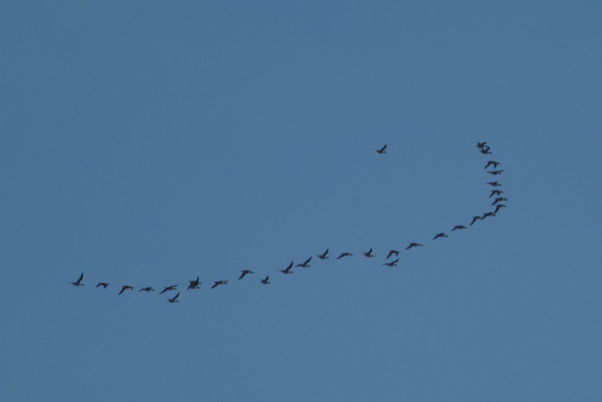 Northern Pintail - ML646415694