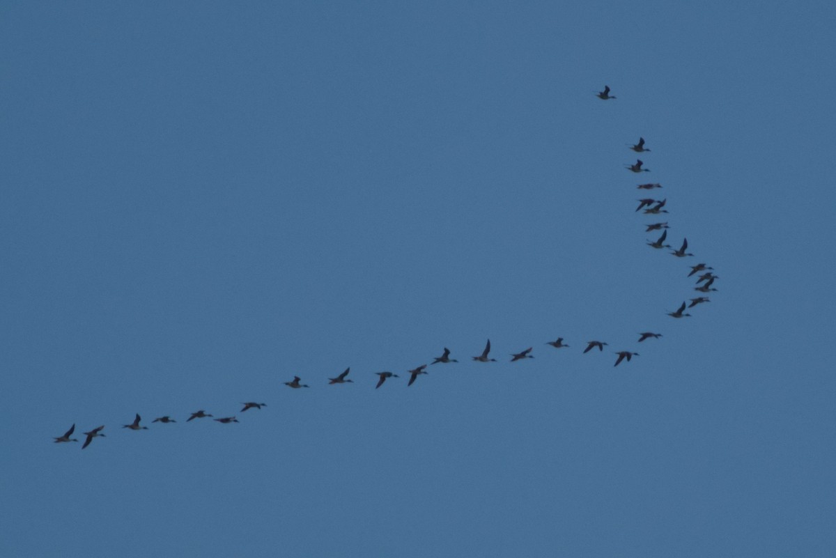 Northern Pintail - ML646415695