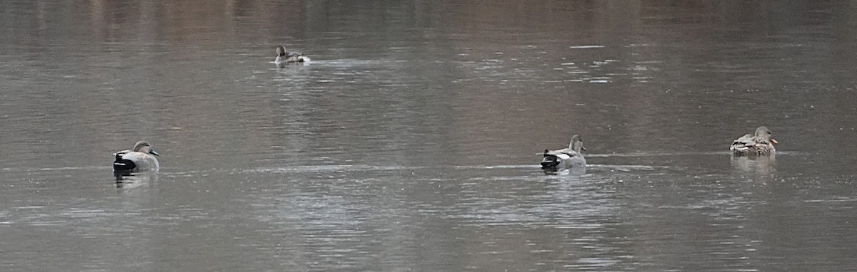 Gadwall - ML646415696