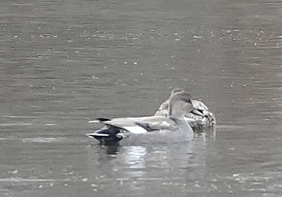 Gadwall - ML646415697