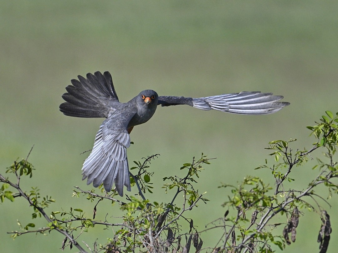 Red-footed Falcon - ML646415699