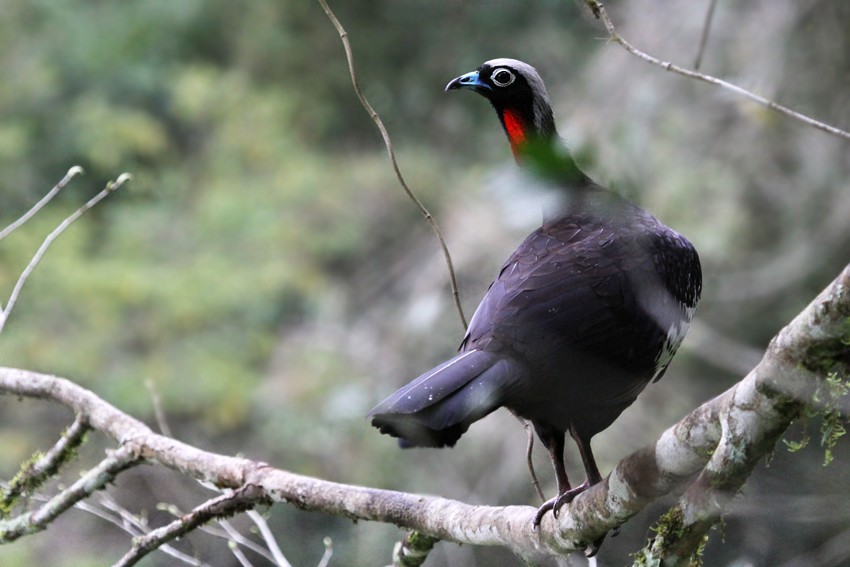 guan černočelý - ML646415700