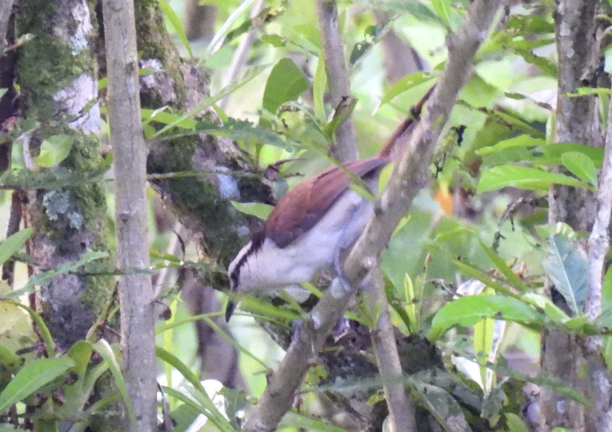 Bicolored Wren - ML646415701