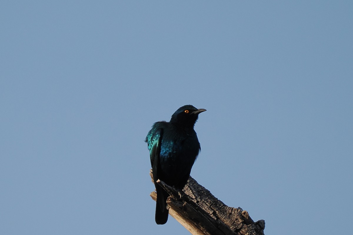 Greater Blue-eared Starling - ML646415702
