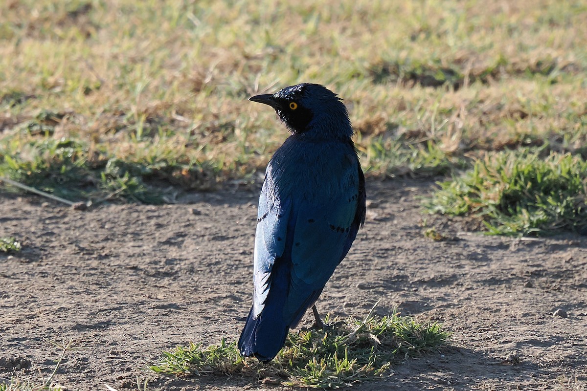 Greater Blue-eared Starling - ML646415703