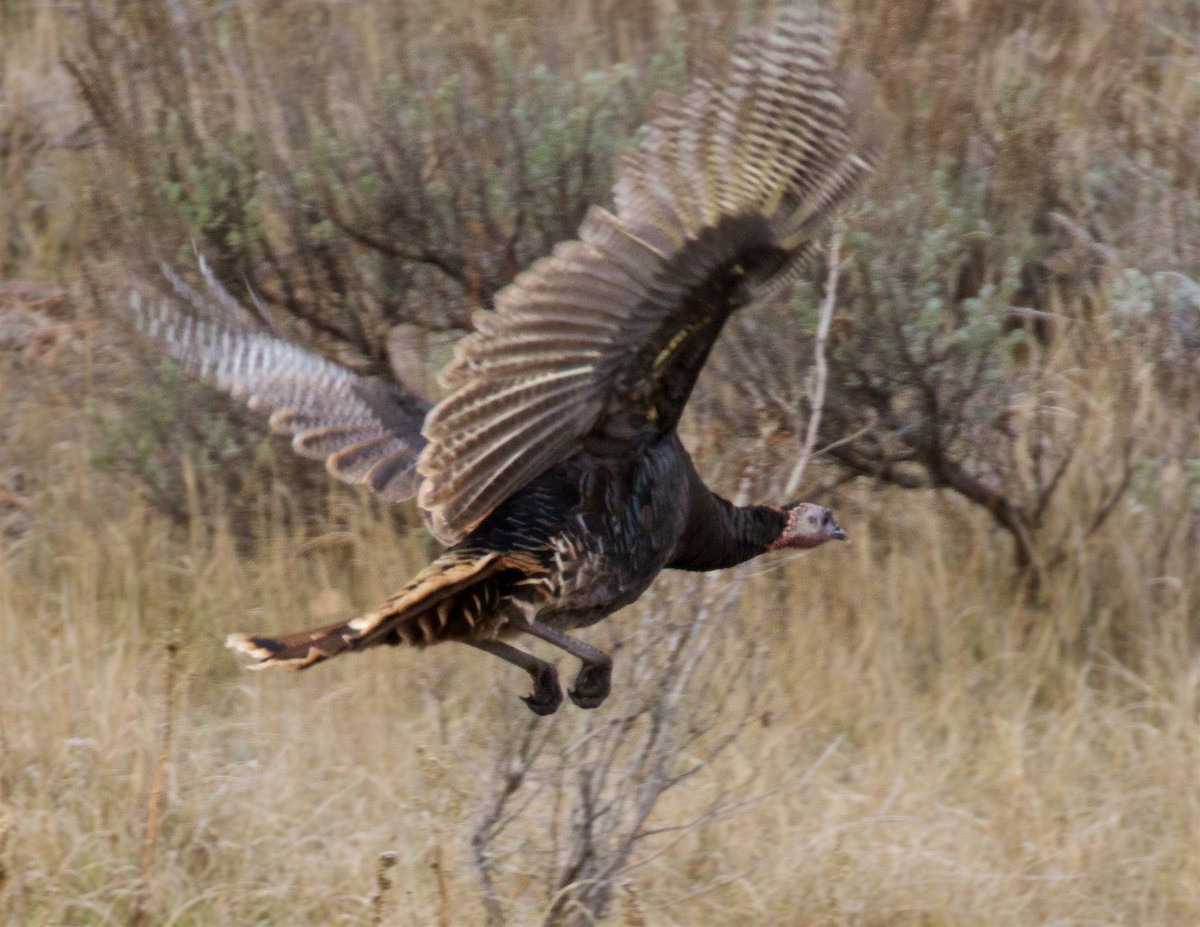 Wild Turkey - ML646415704