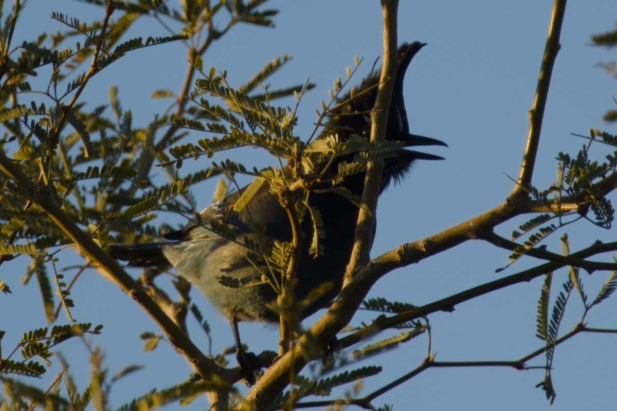 Steller's Jay (Southwest Interior) - ML646415705