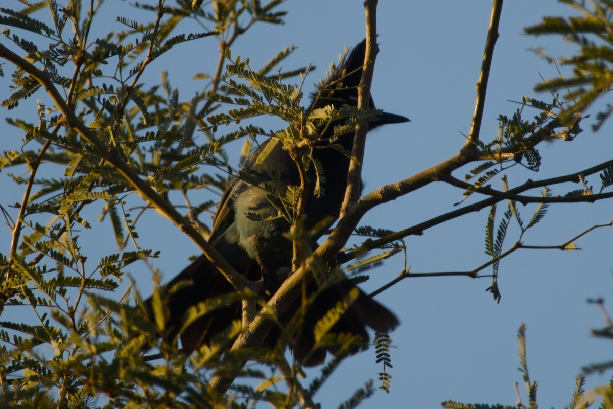 Steller's Jay (Southwest Interior) - ML646415706