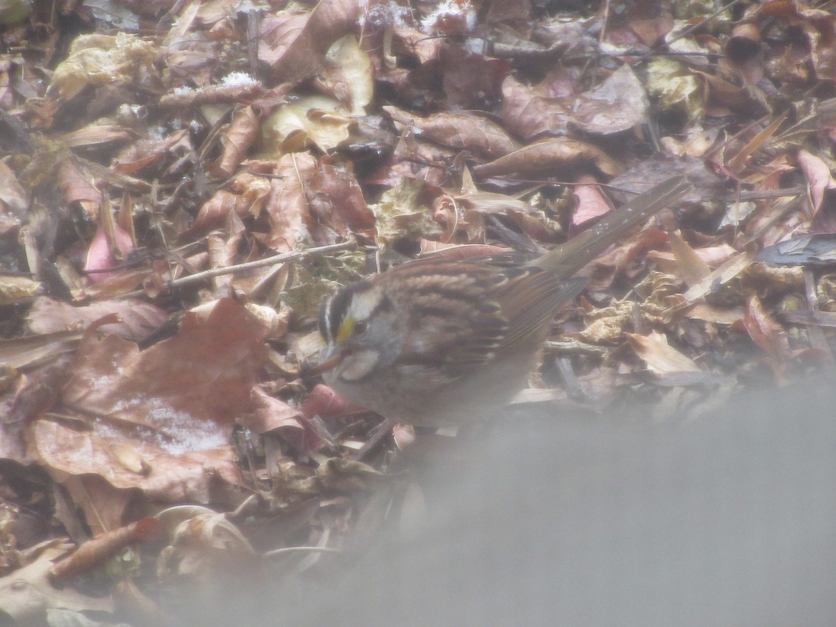 White-throated Sparrow - ML646415709