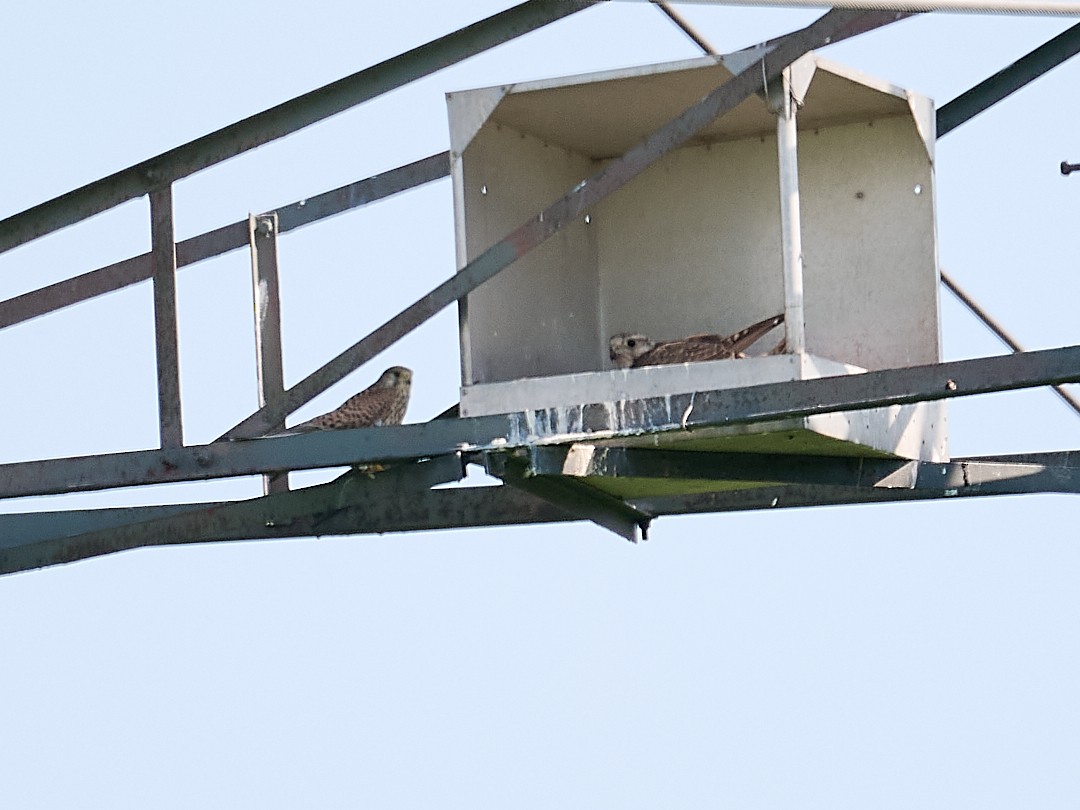 Saker Falcon - ML646415710