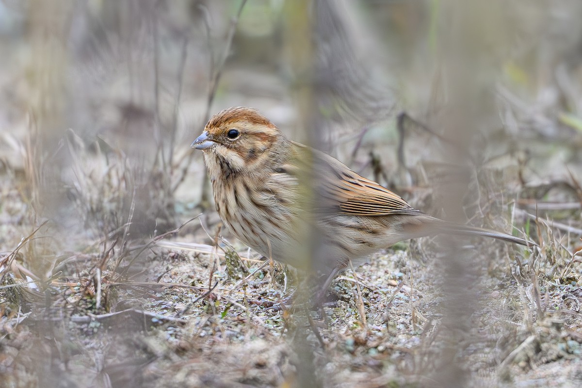 Цагаан хүзүүт хөмрөг - ML646415713