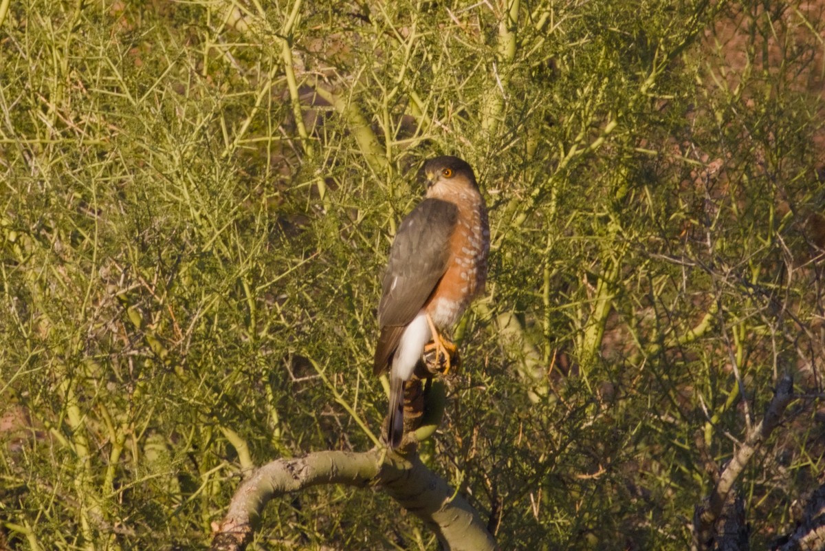 Sharp-shinned Hawk - ML646415719