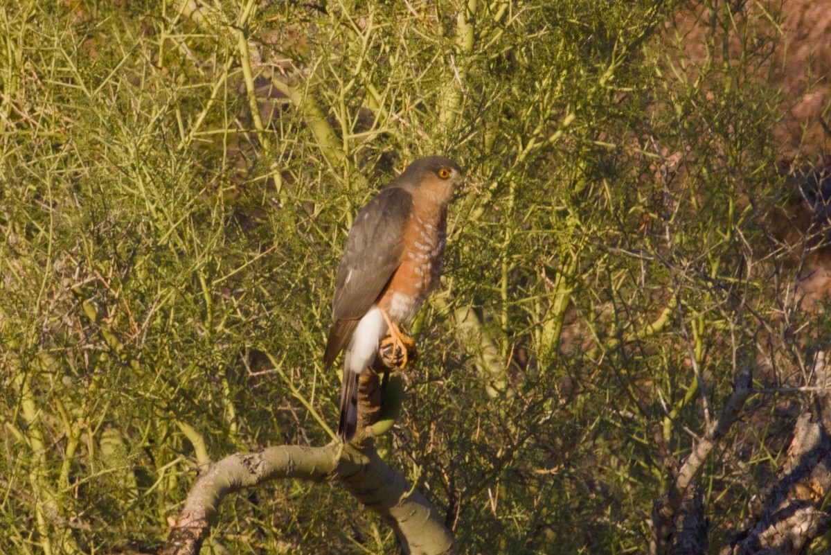 Sharp-shinned Hawk - ML646415720