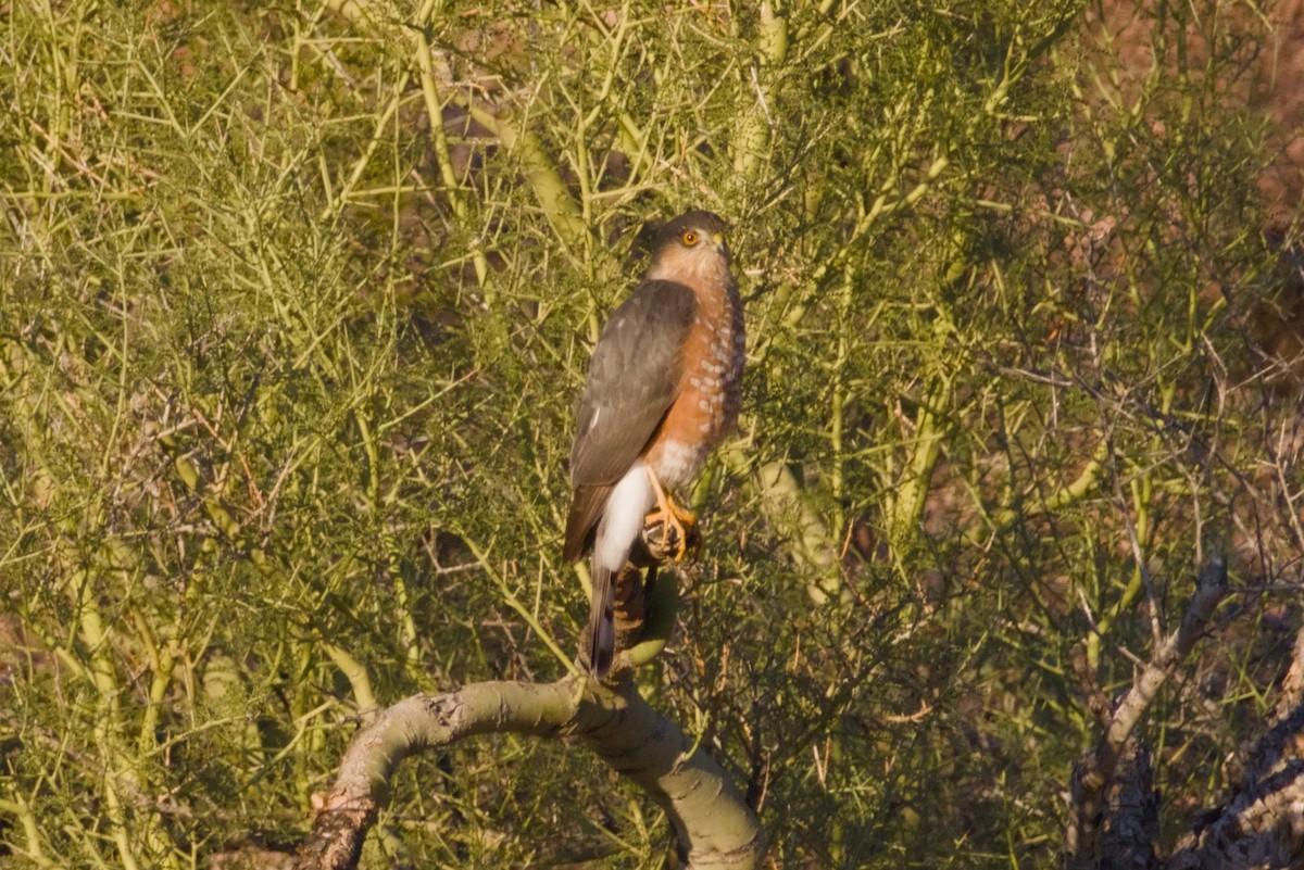 Sharp-shinned Hawk - ML646415721