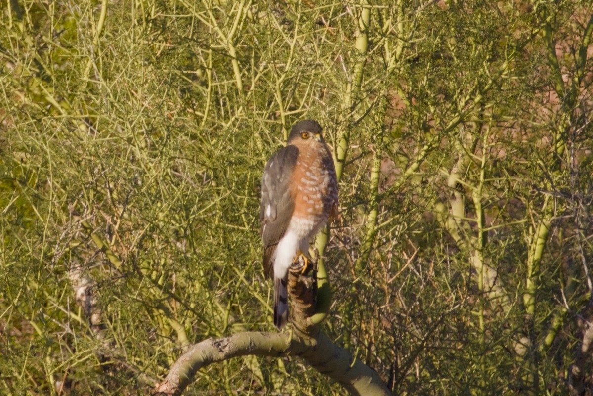Sharp-shinned Hawk - ML646415722