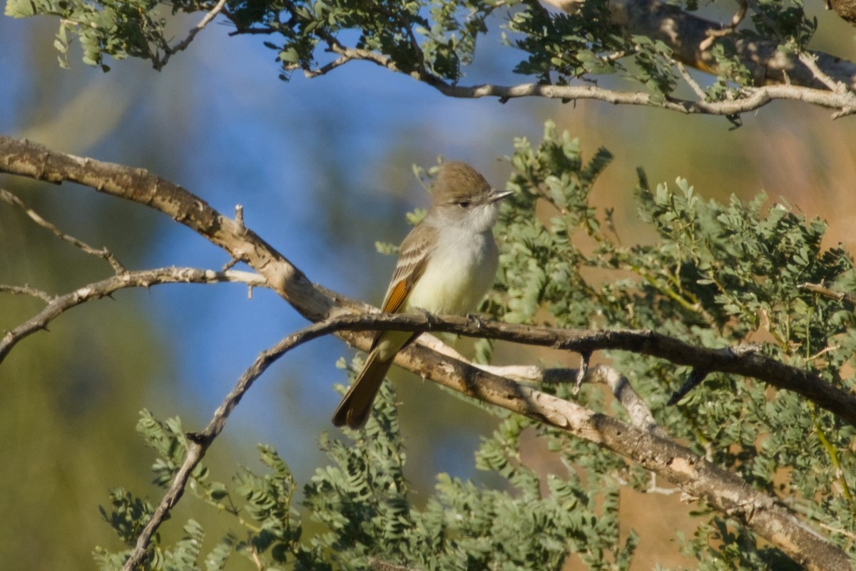Ash-throated Flycatcher - ML646415723