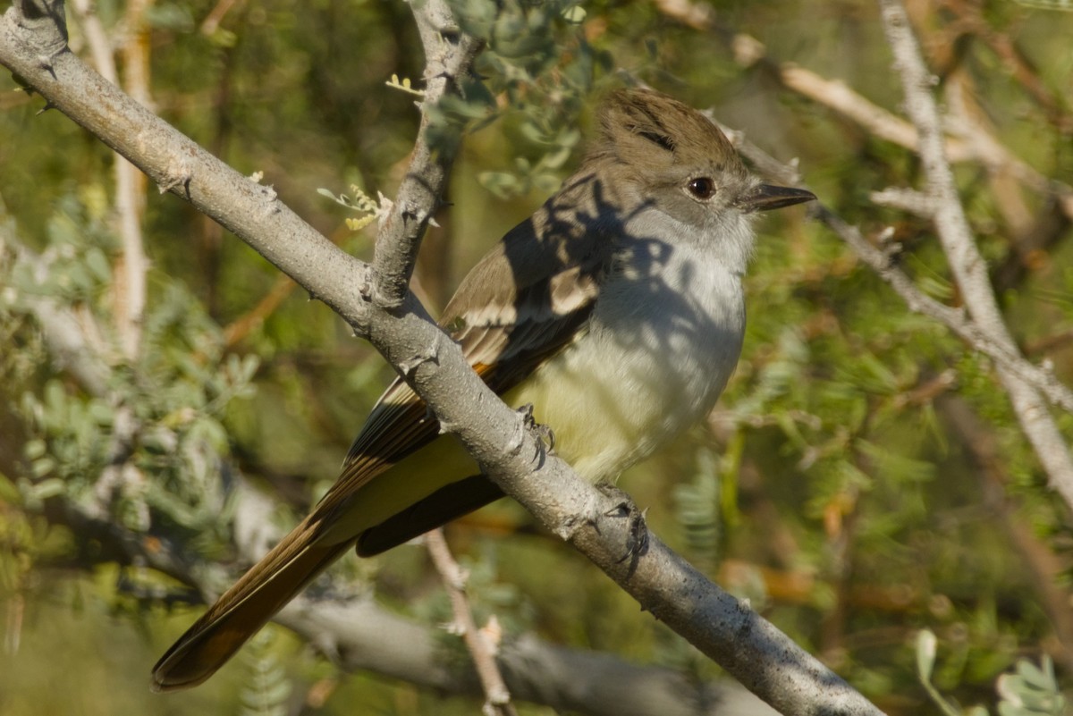 Ash-throated Flycatcher - ML646415724
