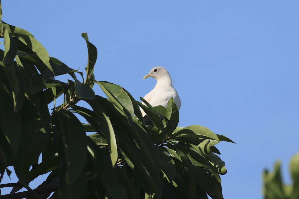 Torresian Imperial-Pigeon - ML646415725