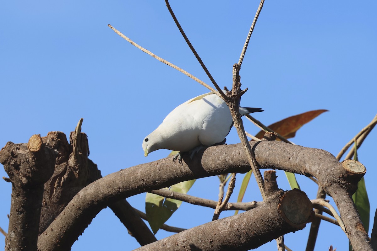 Torresian Imperial-Pigeon - ML646415726