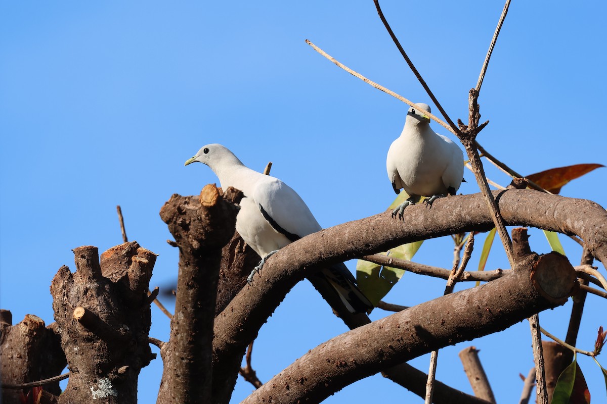 Torresian Imperial-Pigeon - ML646415727