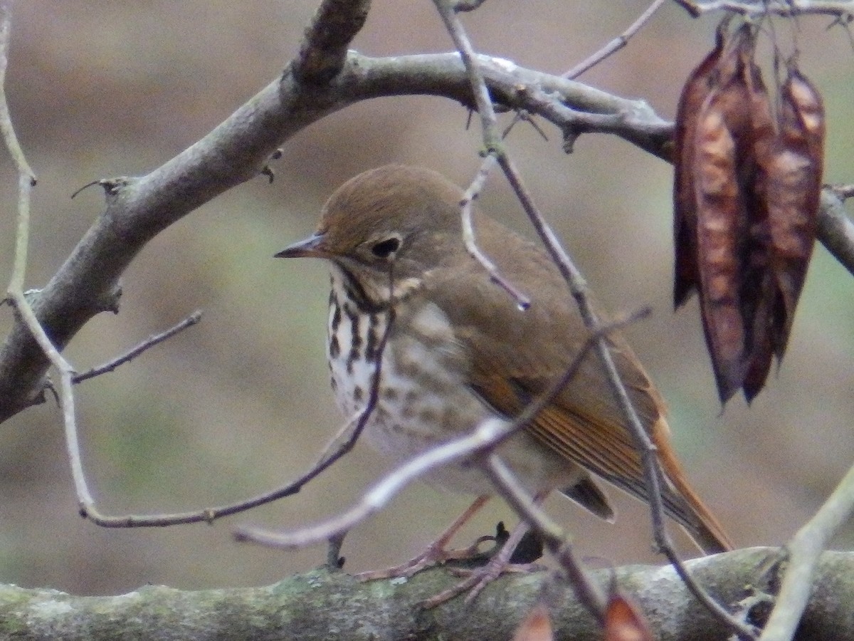 Hermit Thrush - ML646415732