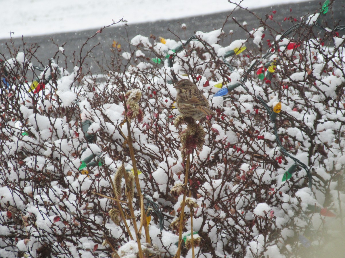 Song Sparrow - ML646415734