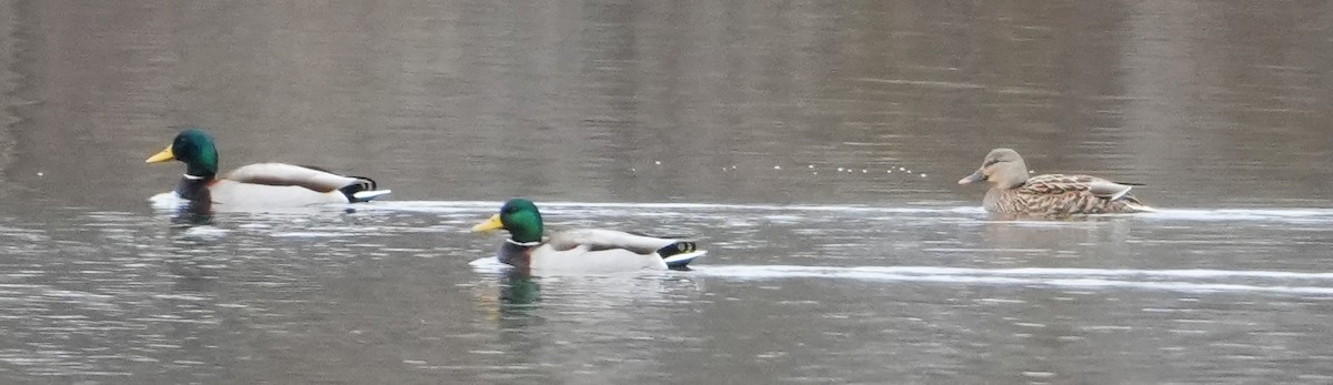 Mallard - ML646415736