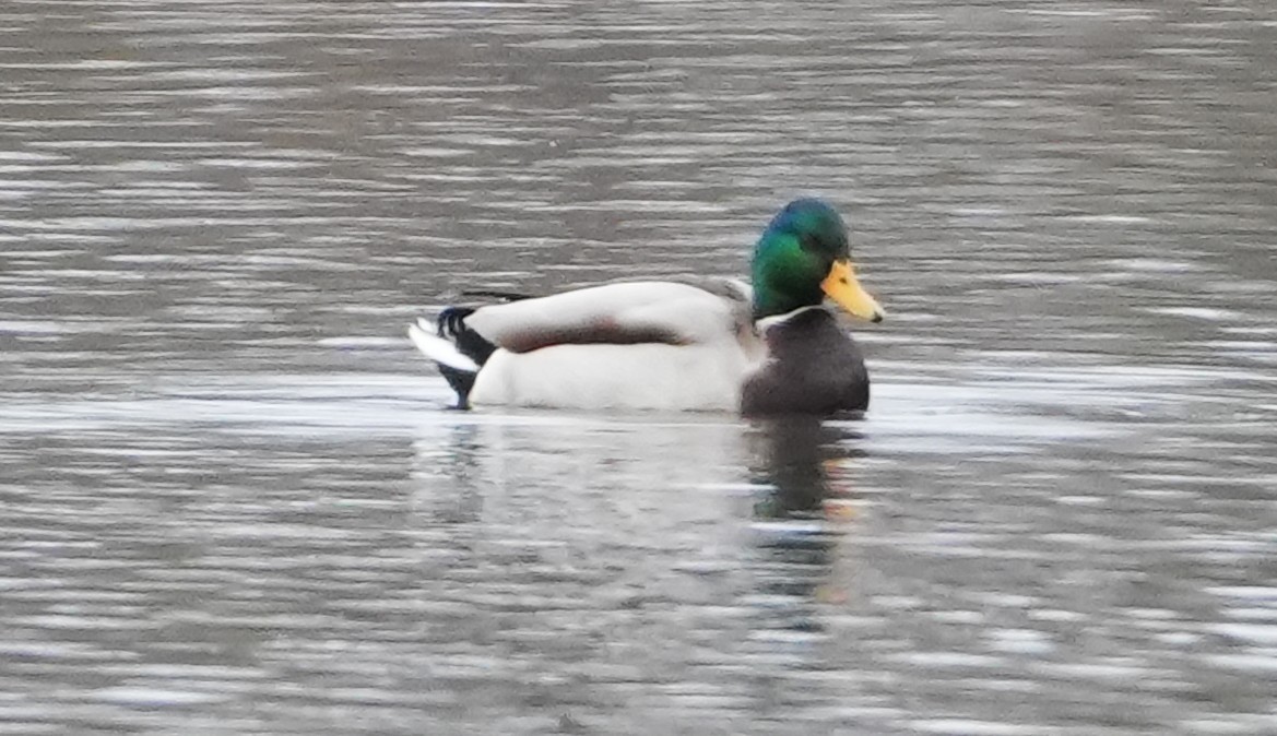 Mallard - ML646415737