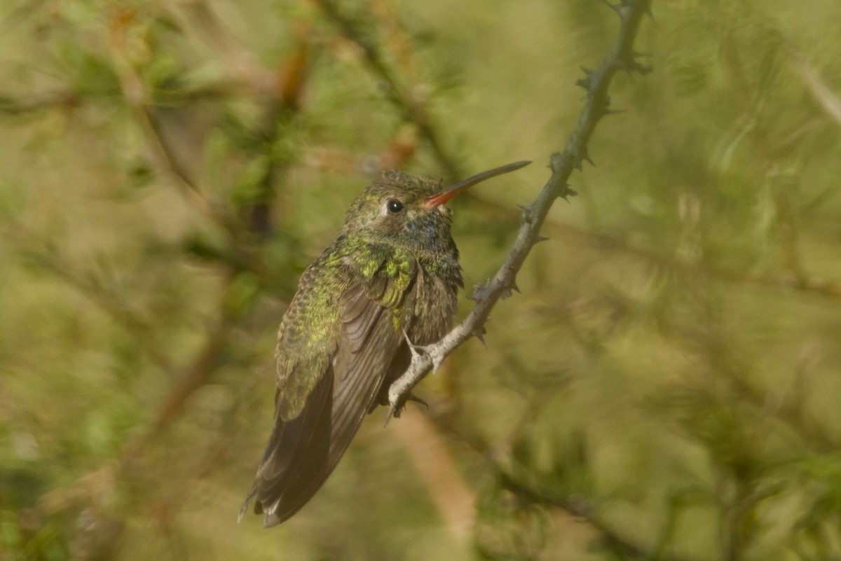 Broad-billed Hummingbird - ML646415738