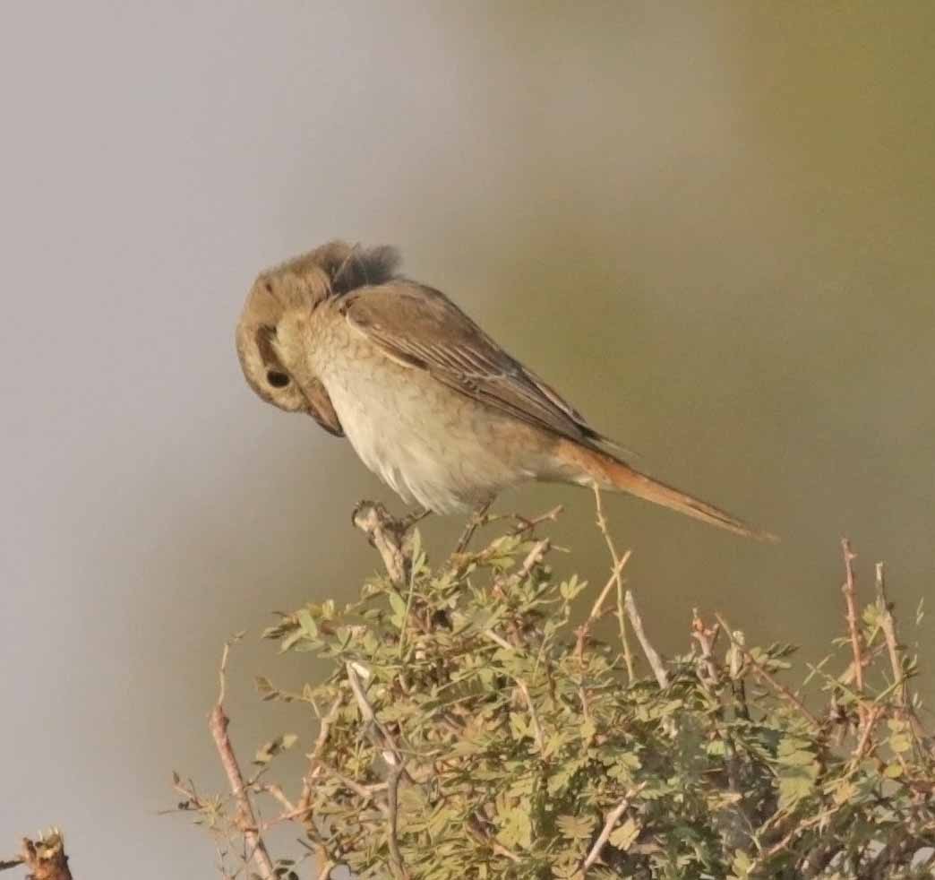 Isabelline Shrike - ML646415739