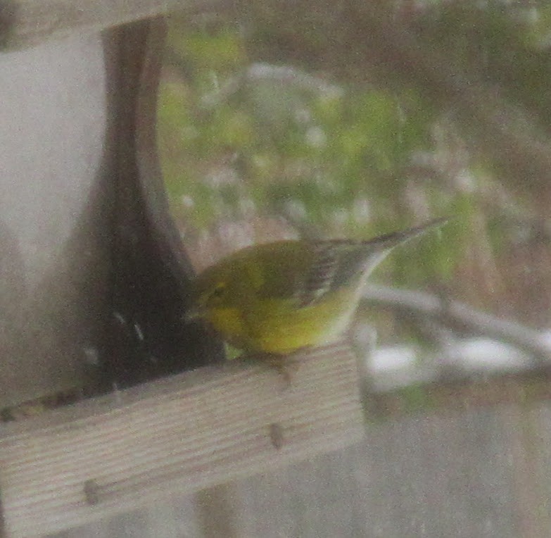 Pine Warbler - ML646415740