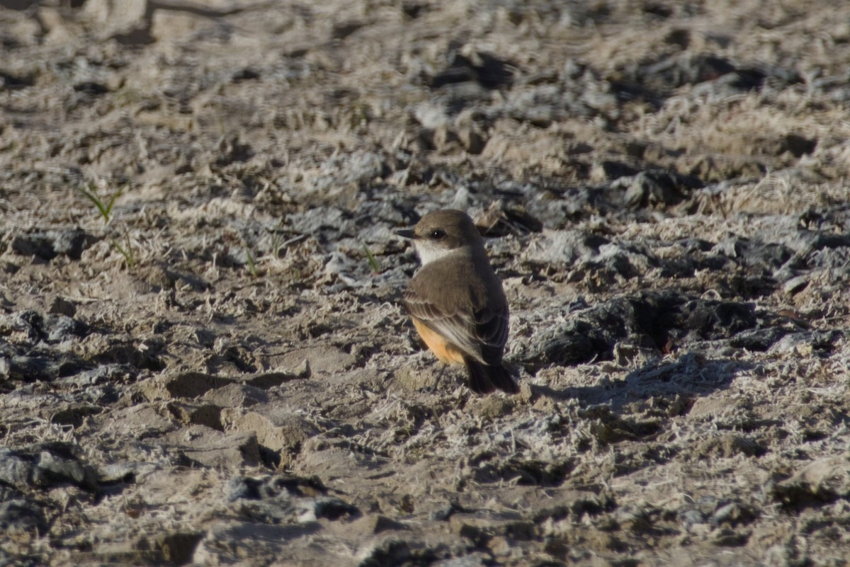 Vermilion Flycatcher - ML646415741
