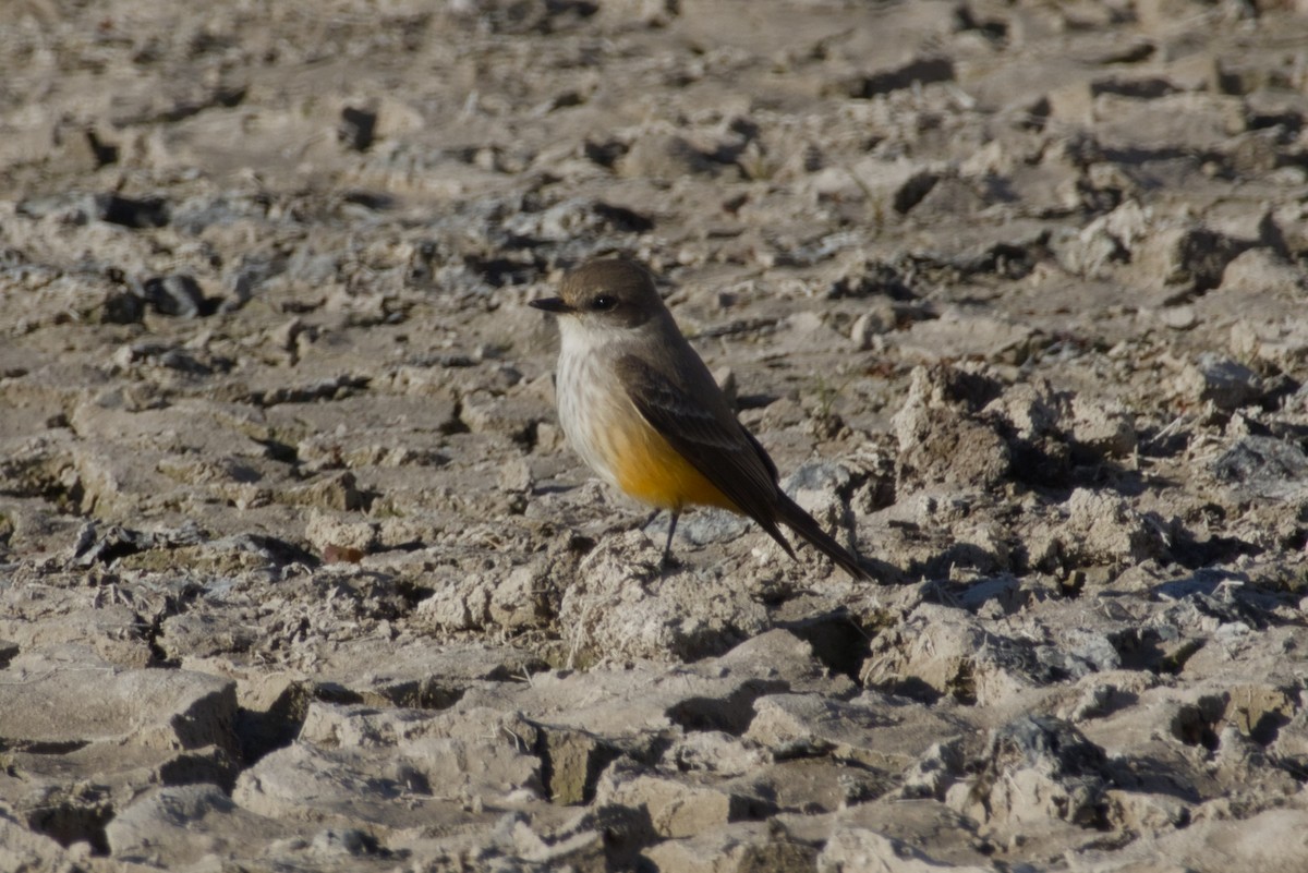 Vermilion Flycatcher - ML646415742