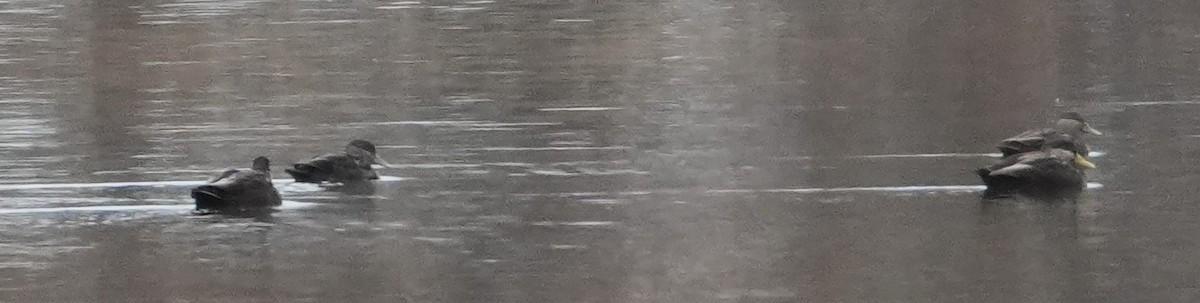 American Black Duck - ML646415743