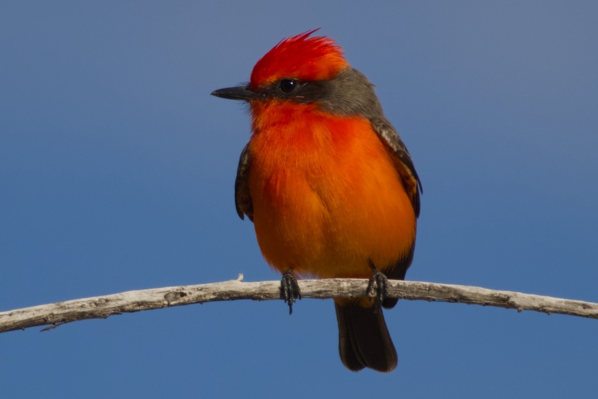 Vermilion Flycatcher - ML646415744