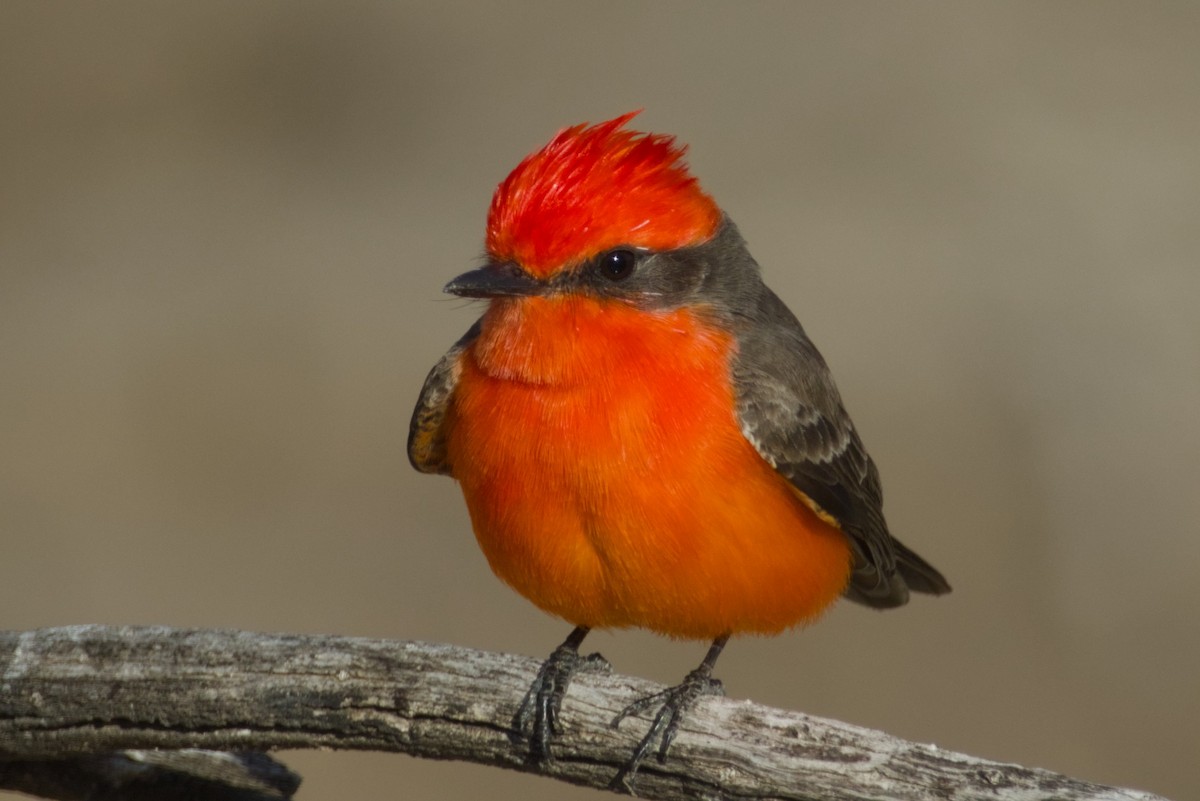 Vermilion Flycatcher - ML646415745