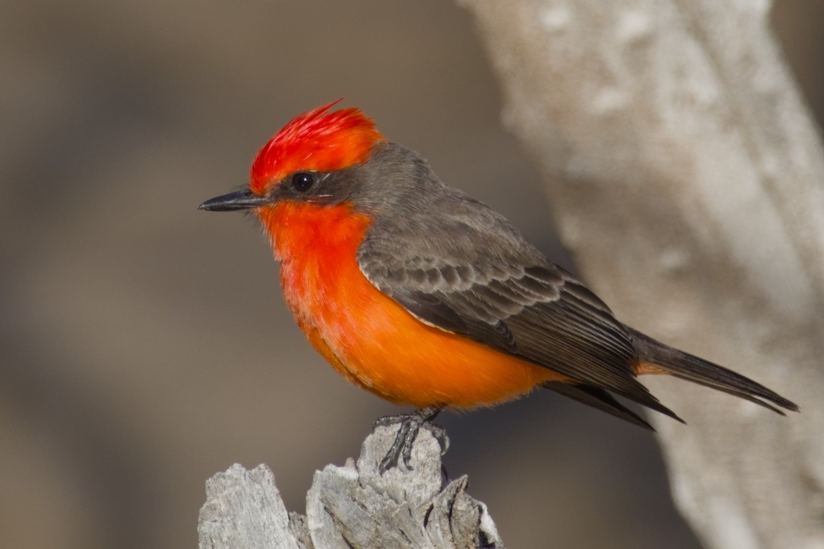 Vermilion Flycatcher - ML646415746