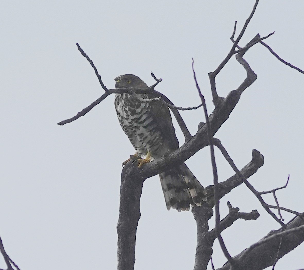 Crested Goshawk - ML646415747