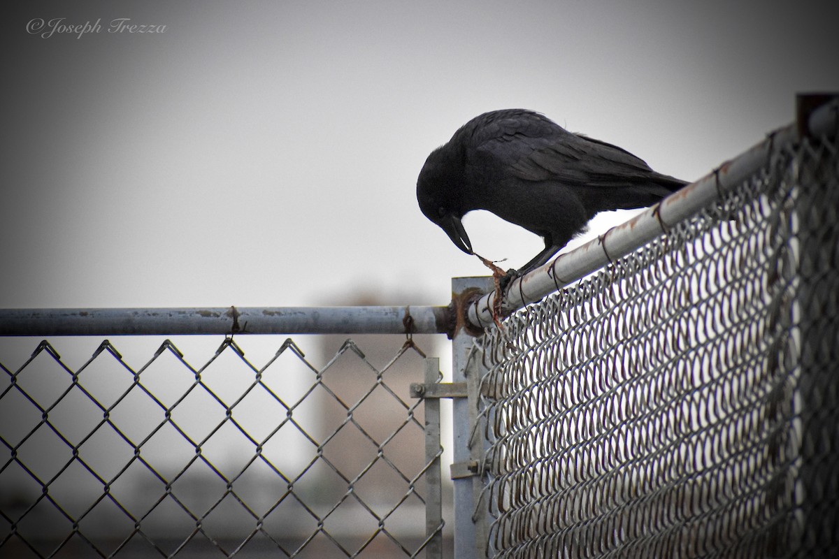 American Crow - ML646415748