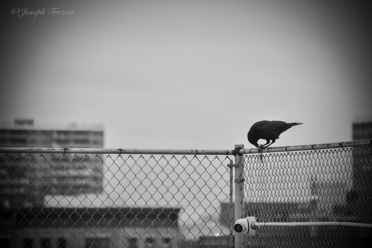 American Crow - ML646415749