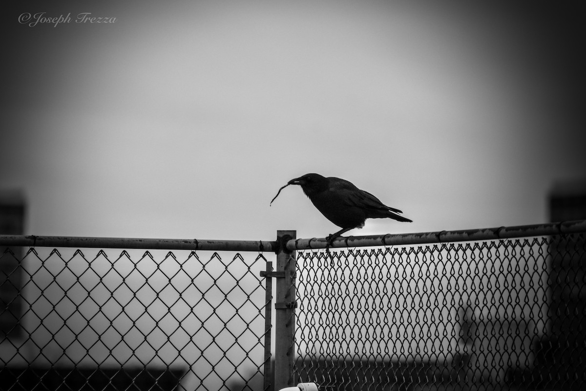 American Crow - ML646415750